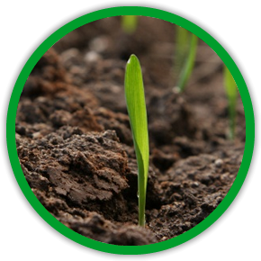 Soil and plant nutrition